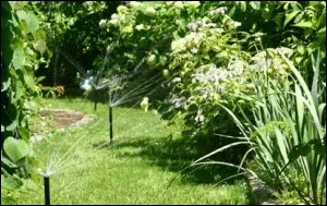 Pop-up spray heads watering a lush perennial garden