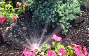 Sprinkler spraying pink impatiens beside a blue spruce