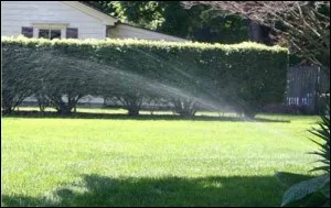 Sprinkler arcing over a lawn and trimmed hedge