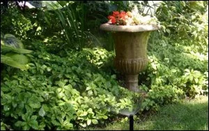 Garden urn planter surrounded by hostas